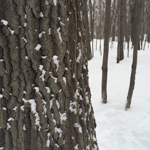 tree-bark-and-snow-study